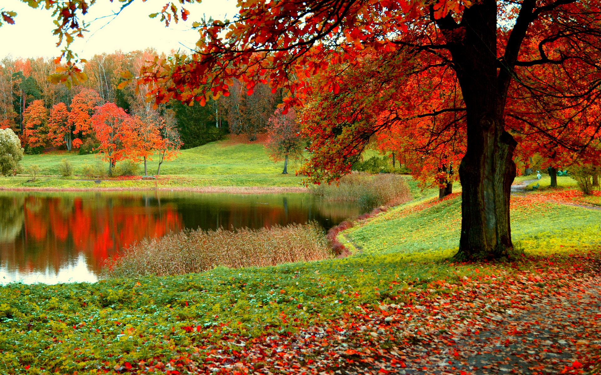 amazing-autumn-forest-wallpaper-1920×1200 | EUROKOSMOS travel agency